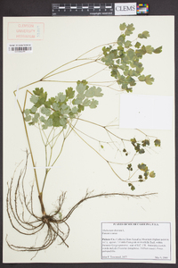 Thalictrum dioicum image