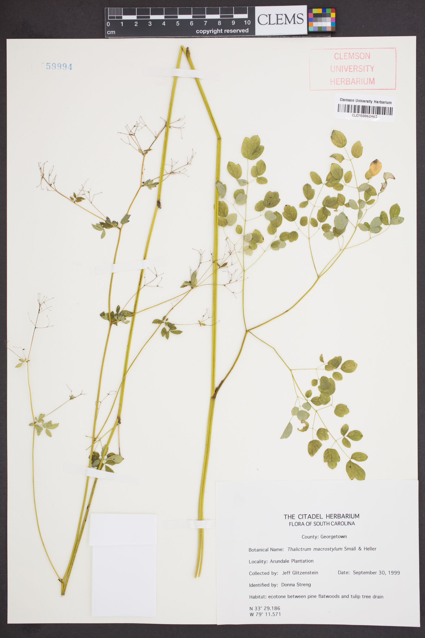 Thalictrum macrostylum image