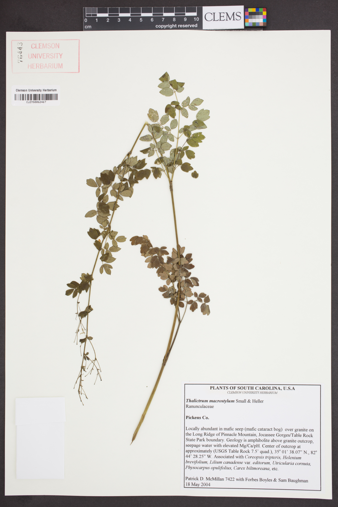 Thalictrum macrostylum image