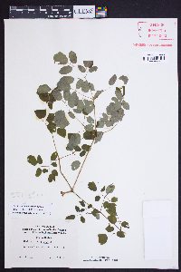 Thalictrum amphibolum image