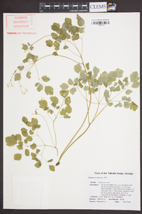 Thalictrum clavatum image