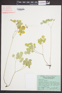 Thalictrum clavatum image