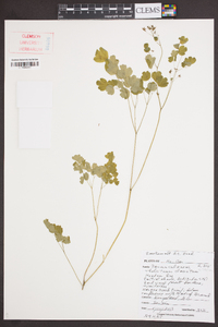 Thalictrum clavatum image