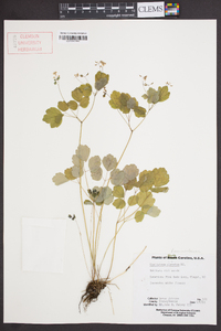 Thalictrum clavatum image