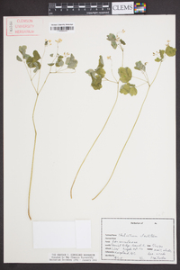 Thalictrum clavatum image