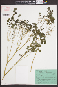 Thalictrum dioicum image