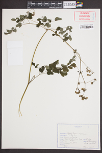 Thalictrum dioicum image