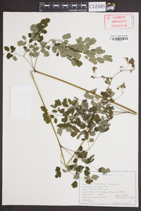 Thalictrum dioicum image