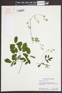 Thalictrum amphibolum image