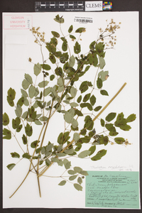 Thalictrum amphibolum image