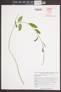 Berchemia scandens image