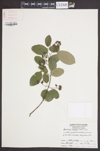 Berchemia scandens image