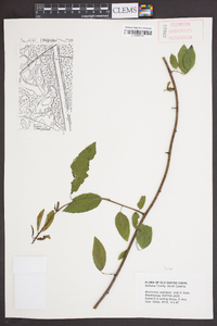 Berchemia scandens image