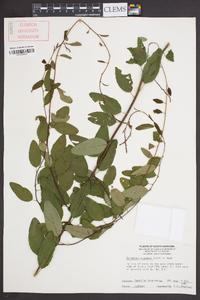 Berchemia scandens image