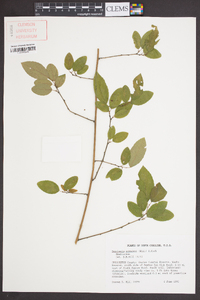 Berchemia scandens image