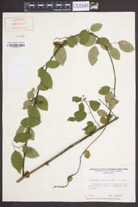 Berchemia scandens image