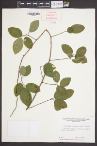 Berchemia scandens image