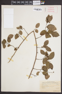 Berchemia scandens image