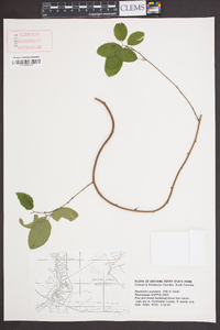 Berchemia scandens image