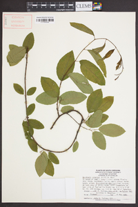 Berchemia scandens image