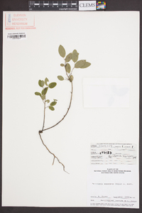 Berchemia scandens image