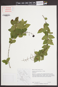 Sageretia minutiflora image