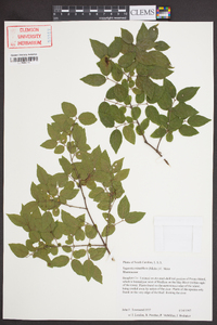 Sageretia minutiflora image