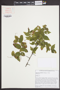 Sageretia minutiflora image