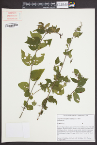 Sageretia minutiflora image