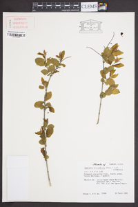 Sageretia minutiflora image