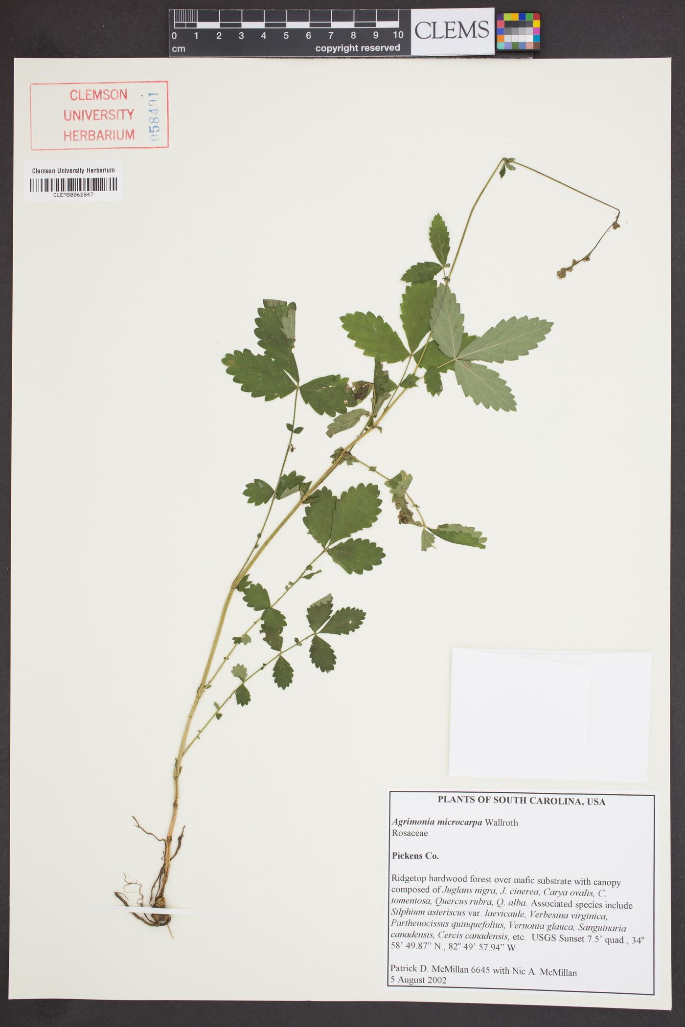 Agrimonia microcarpa image