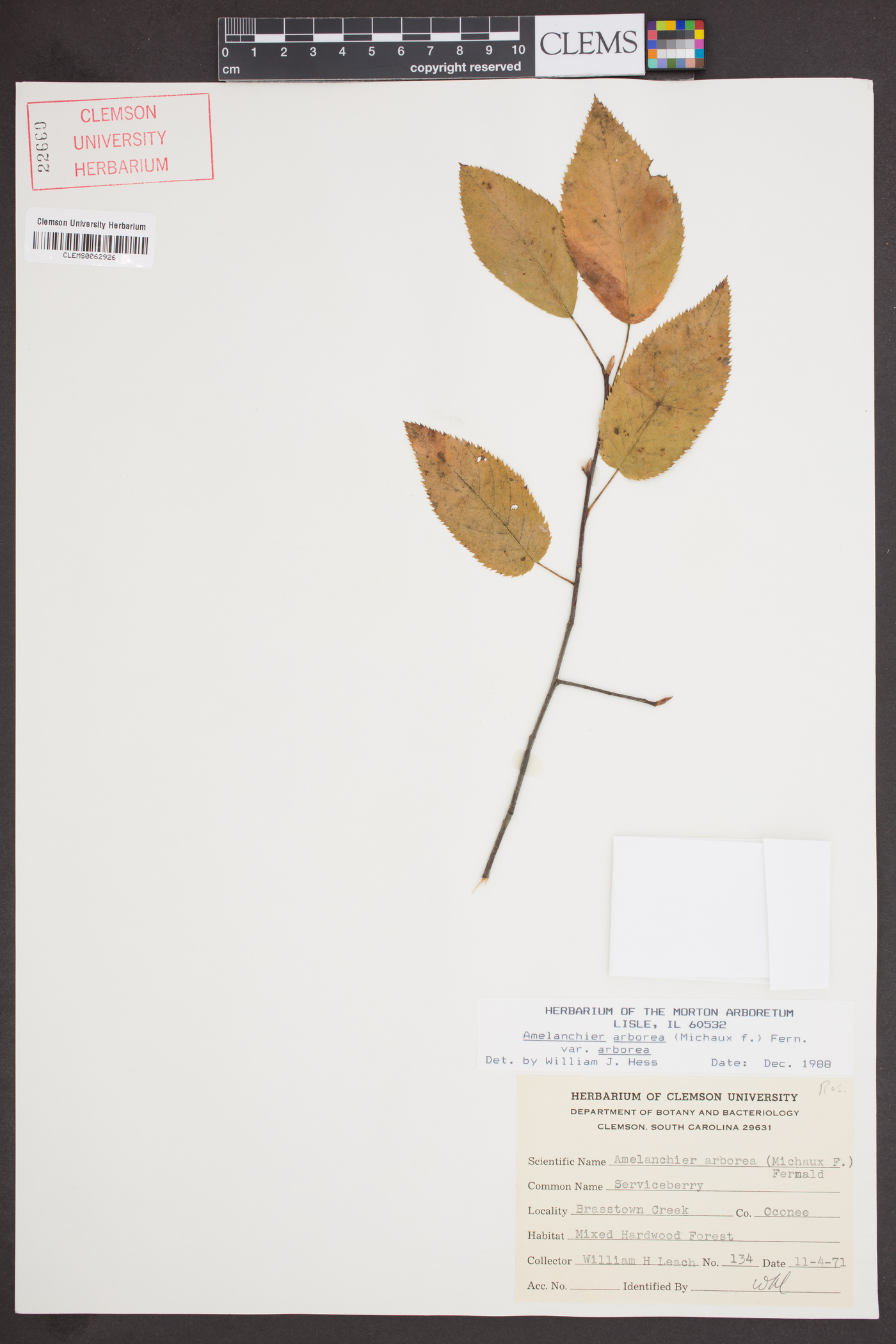 Amelanchier arborea var. arborea image