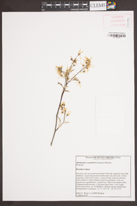 Amelanchier canadensis image