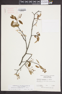 Amelanchier canadensis image