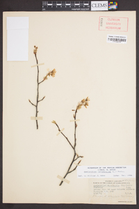 Amelanchier canadensis image