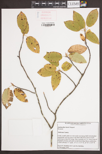 Amelanchier laevis image