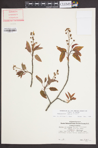 Amelanchier laevis image