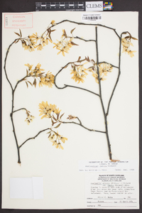 Amelanchier laevis image