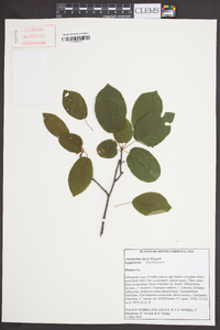 Amelanchier laevis image