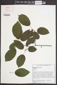 Amelanchier laevis image