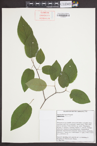 Amelanchier laevis image