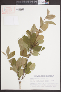 Amelanchier obovalis image