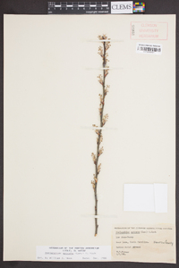 Amelanchier spicata image