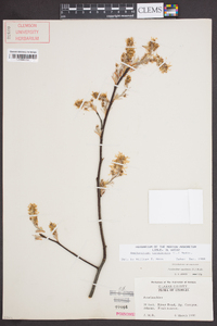 Amelanchier canadensis image