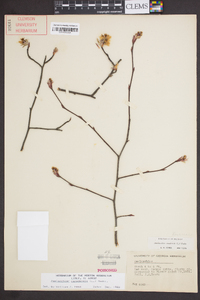 Amelanchier canadensis image