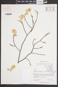 Amelanchier canadensis image