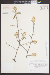 Amelanchier canadensis image