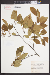 Amelanchier laevis image