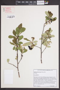 Aronia melanocarpa image