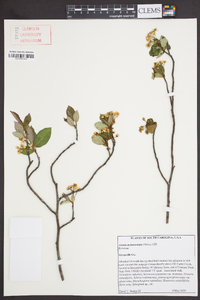 Aronia melanocarpa image